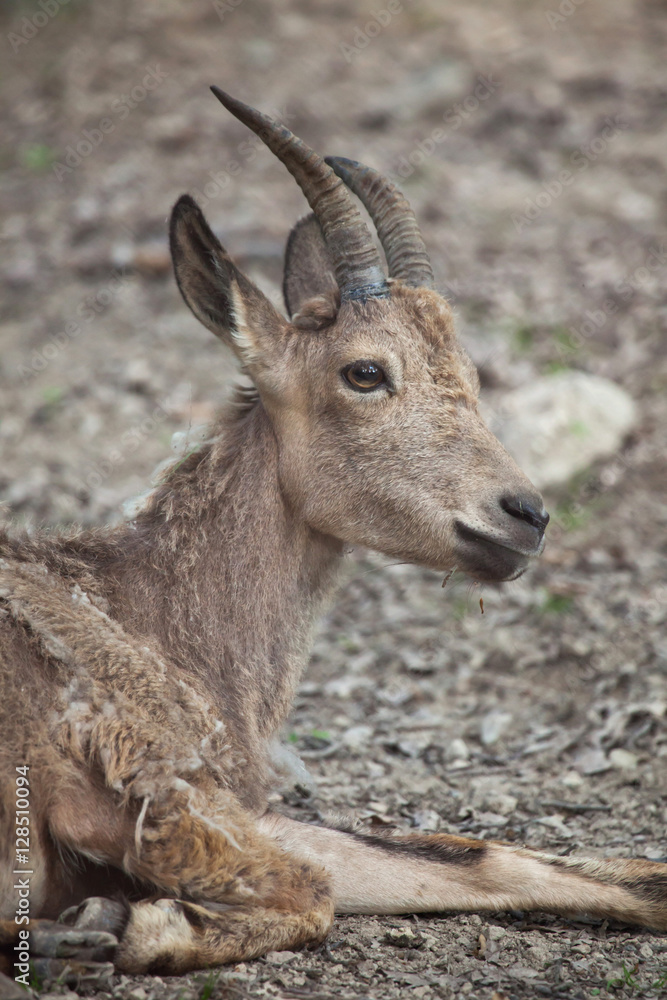 Siberian ibex (Capra sibirica).