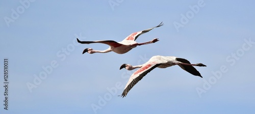Close up of Flamingos in the sky