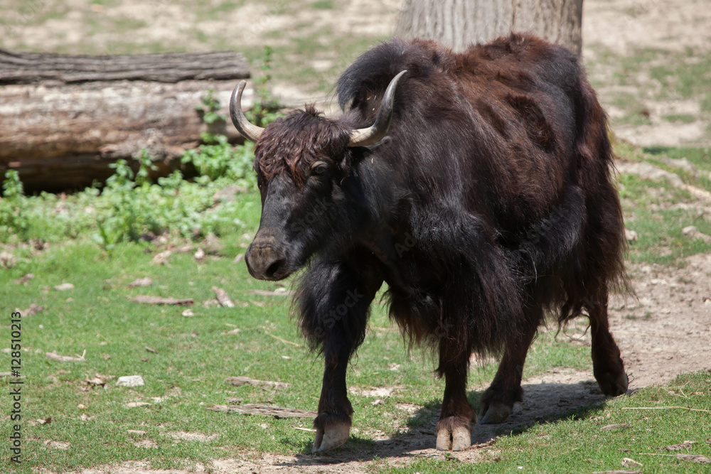 Domestic yak (Bos grunniens). Domestic yak (Bos grunniens).