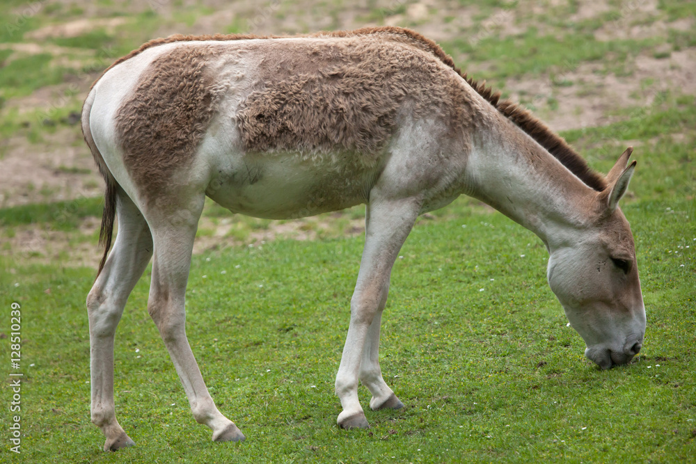Turkmenian kulan (Equus hemionus kulan). Turkmenian kulan (Equus hemionus kulan).