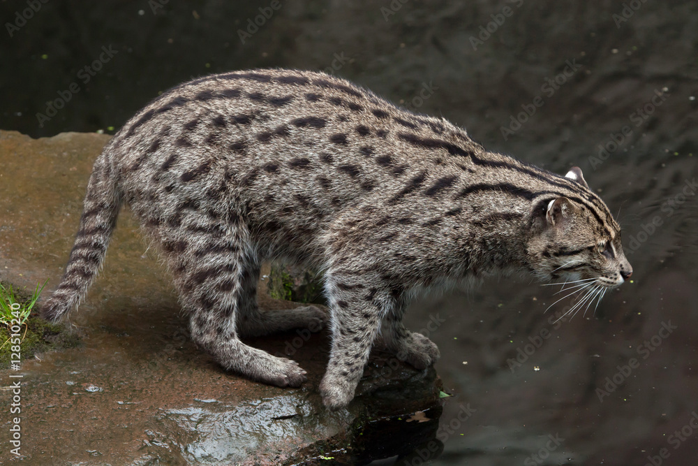 Fishing cat (Prionailurus viverrinus). Fishing cat (Prionailurus viverrinus).