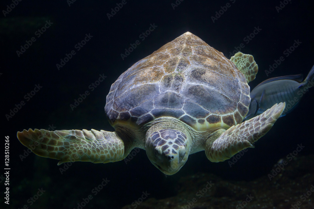 Fototapeta premium Loggerhead sea turtle (Caretta caretta)