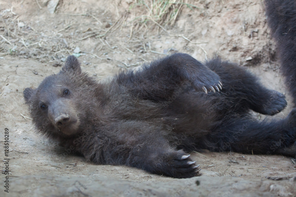 Kamchatka brown bear (Ursus arctos beringianus) Kamchatka brown bear (Ursus arctos beringianus)