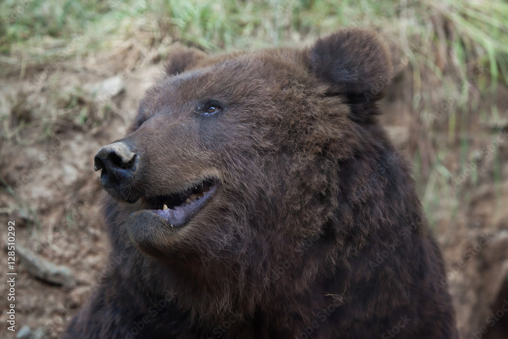 Kamchatka brown bear (Ursus arctos beringianus) Kamchatka brown bear (Ursus arctos beringianus)
