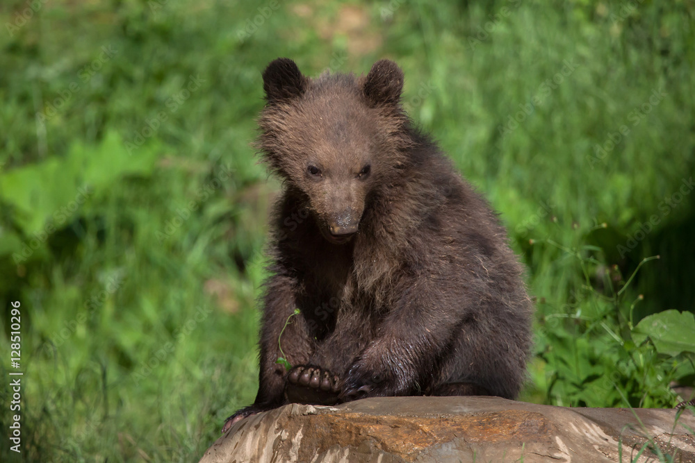 Fototapeta premium Kamchatka brown bear (Ursus arctos beringianus)