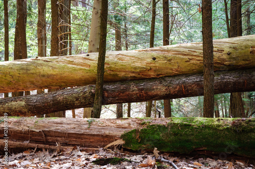 Allegheny National Forest