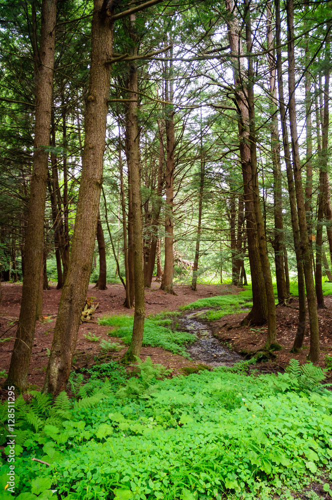 Obraz premium Chapman State Park