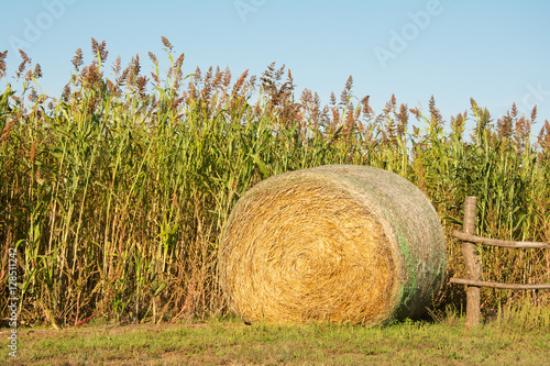 Round bale of hay next to a field of Sorghum ready to harvest - agricultural background