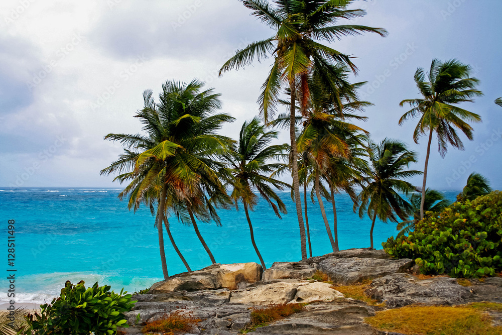 Palm trees at Botton Bay Barbados