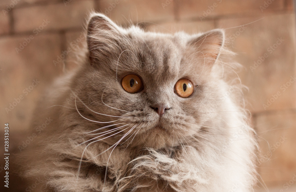 cat, lilac British longhair cat, lilac British longhair