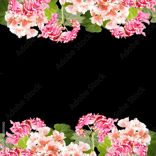 Fototapeta Naklejka Na Ścianę i Meble -  Beautiful floral background of pink and orange pelargonium 