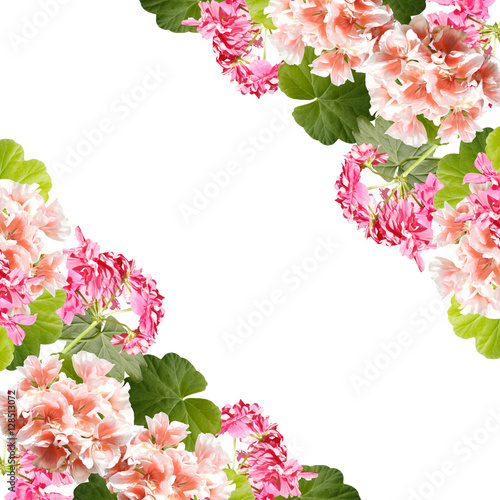 Fototapeta Naklejka Na Ścianę i Meble -  Beautiful floral background of pink and orange pelargonium 