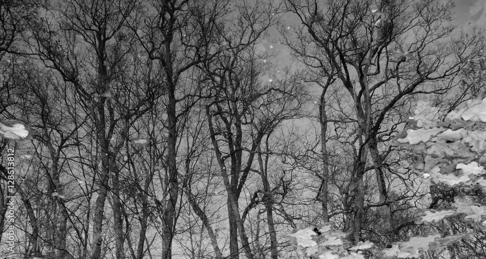 Mirror reflection of trees in a forest pond, conceptual black and white landscape Mirror reflection of trees in a forest pond, conceptual black and white landscape