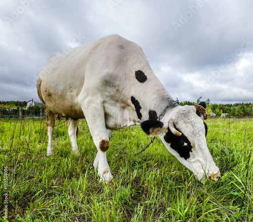 The portrait of cow on the background of field. Beautiful funny cow on cow farm. Young black and white calf eating bright green grass Cow close up