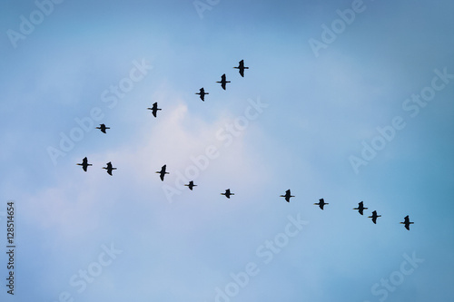 Cormorants flying in a V formation against the cloudy sky. 