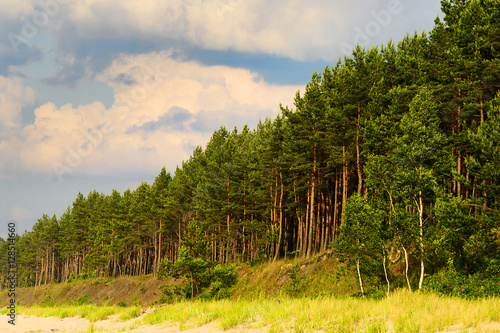 Landscape with pine tree forest growing on dunes at Baltic sea shore. Stegna, Pomerania, Poland.