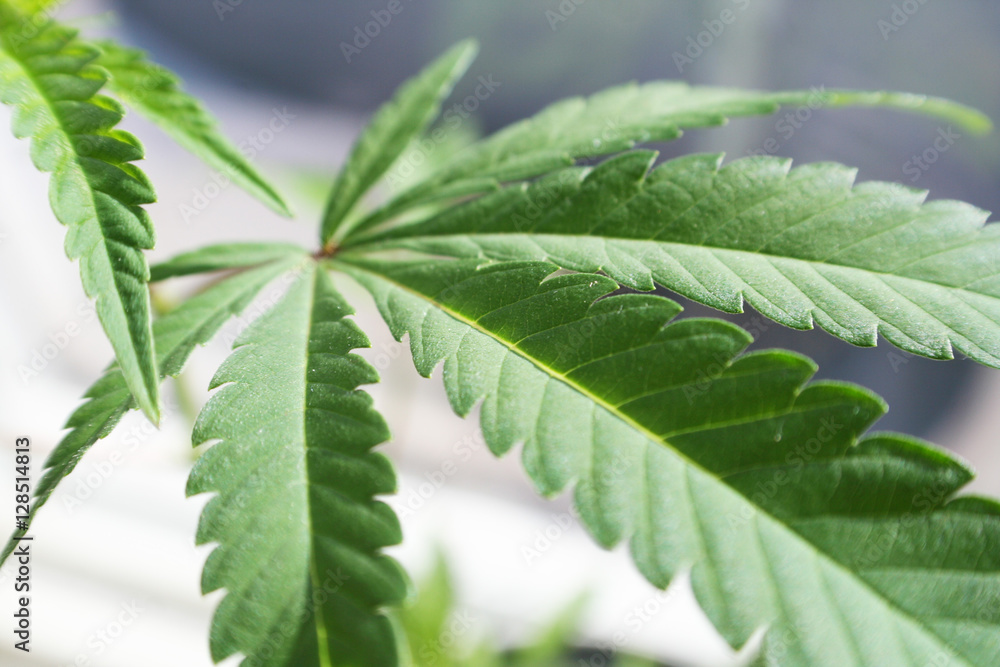 Medical Marijuana Stock Photo High Quality Medical Marijuana Stock Photo High Quality