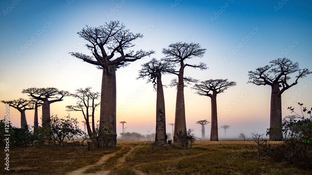 Baobab Alley at dawn - Madagascar, 4K resolution 16x9 ratio