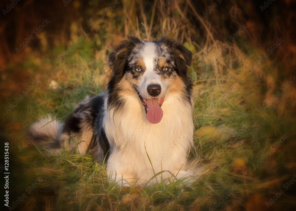 australian shepherd gog portrait