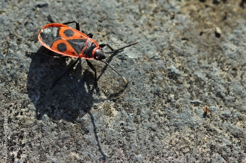 Gemeine Feuerwanze (Pyrrhocoris apterus) auf Stein mit Schatten  photo