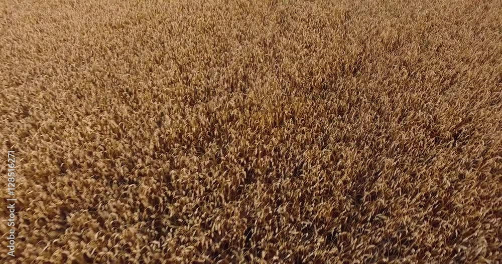 Aerial view of golden aged rye or wheat field on a summer day. Aerial view of golden aged rye or wheat field on a summer day.