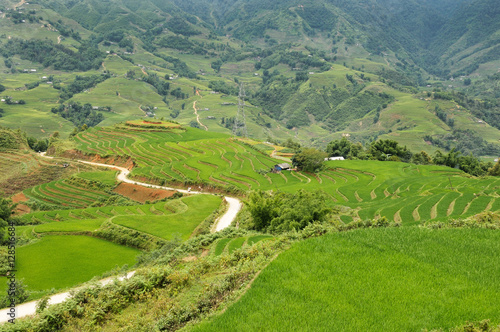 vietnam rice fields