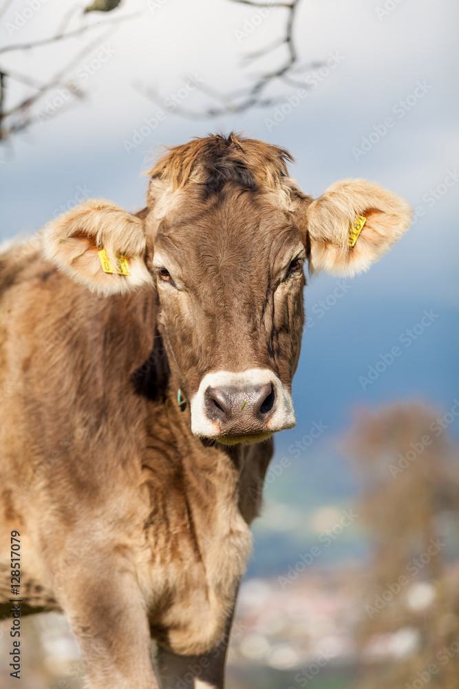 Portrait cow. Cow Farm. Close Up Of Cows Head Grazing At Field Portrait cow. Cow Farm. Close Up Of Cows Head Grazing At Field