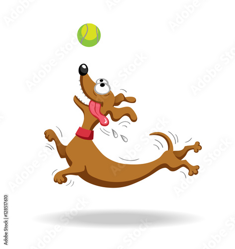 Dachshund dog playing with tennis ball. 