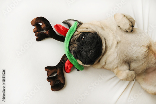 Cute pug dog in Christmas elk horns