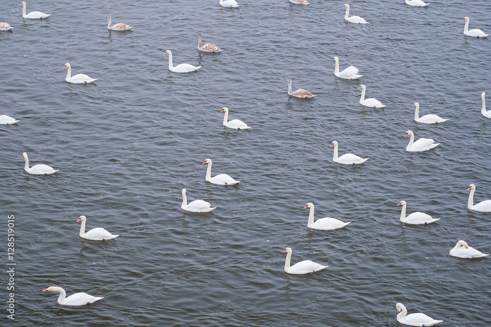 Swans swim on a river