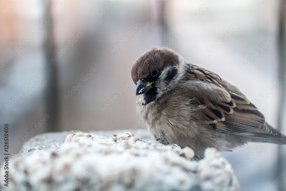 Fototapeta premium sparrow 