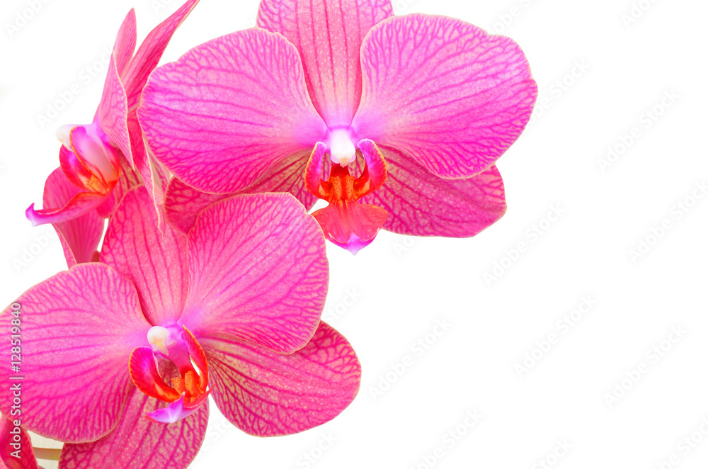 Pink orchid flower Pink orchid flower