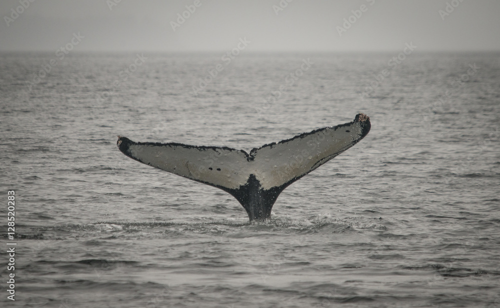 Fototapeta premium White Whale Fluke, Frederick Sound
