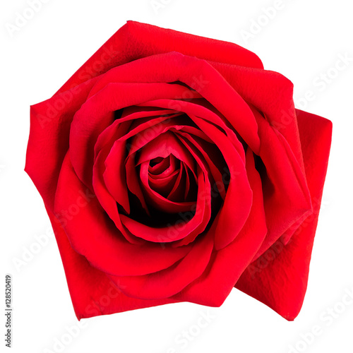Large fresh red rose