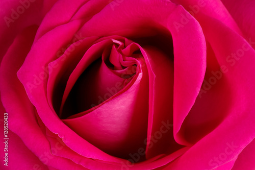 Wallpaper Mural Background from fresh pink rose Torontodigital.ca