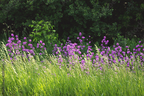 purple meadow