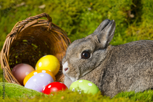 easter rabbit and easter eggs