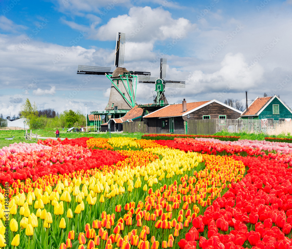 traditional Dutch rural scenery with windmill and blooming tulips, Netherlands