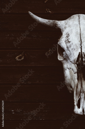 the skull with horns of a bull or cow. fearful skull