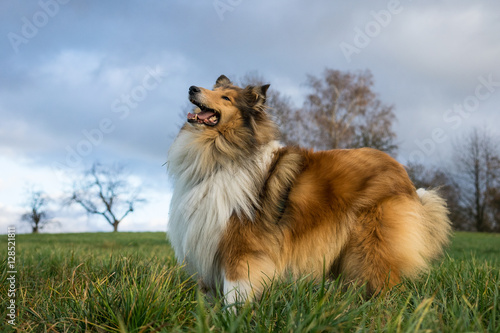 Gold rough collie looking forward to play