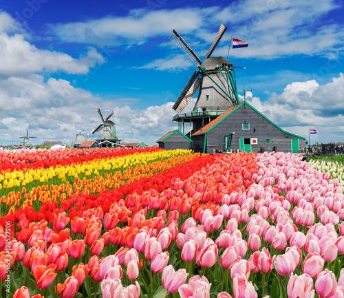 Cuadro en lienzo two traditional Dutch windmills with tulips rows at spring day, Netherlands