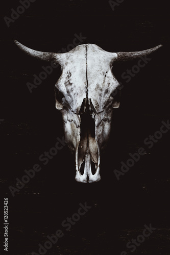 Skull of a horned animal in the style of horror