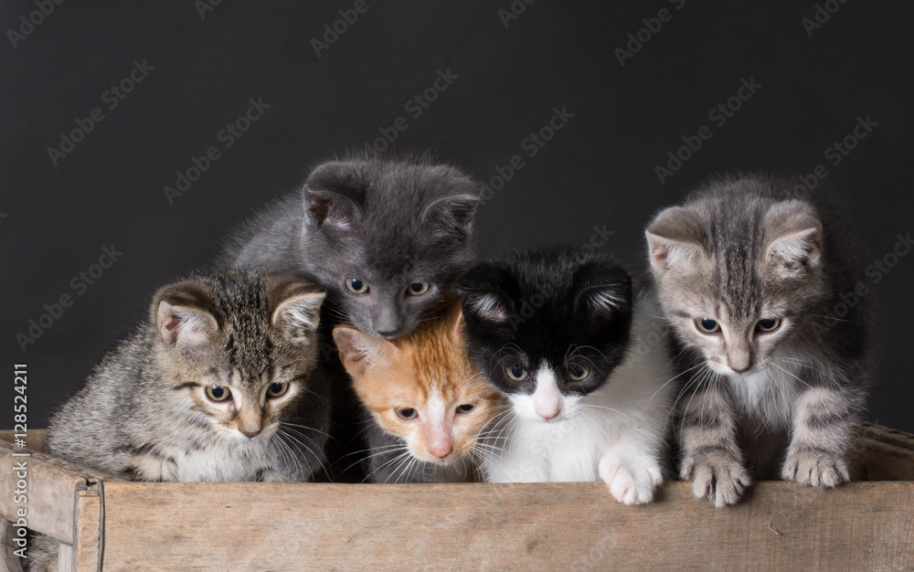 litter of kittens Stock Photo Adobe Stock