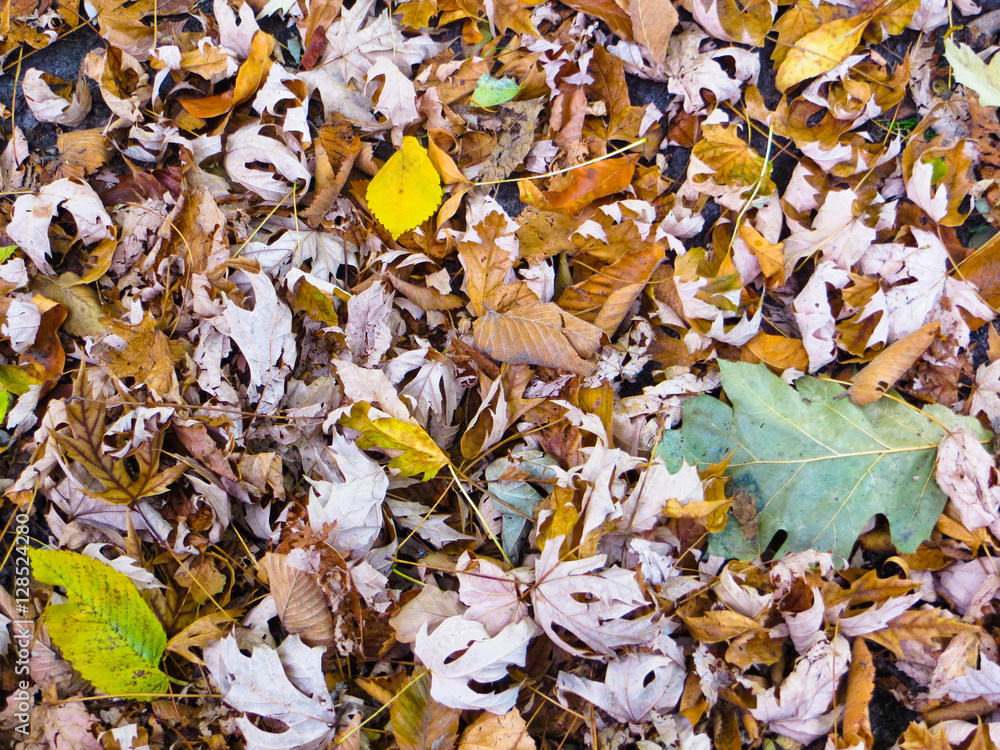 Background with dry leaves. Autumn, fall Background with dry leaves. Autumn, fall