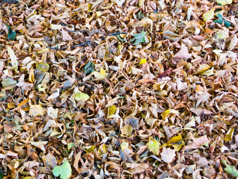 Background with dry leaves. Autumn, fall Background with dry leaves. Autumn, fall