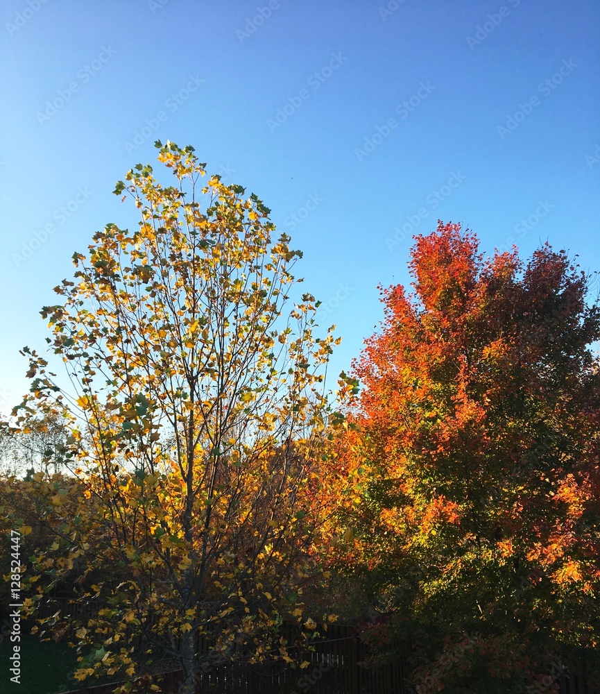 Naklejka premium Autumn Trees