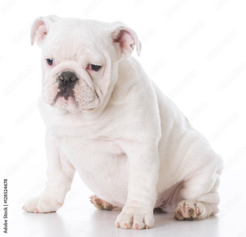 english bulldog puppy