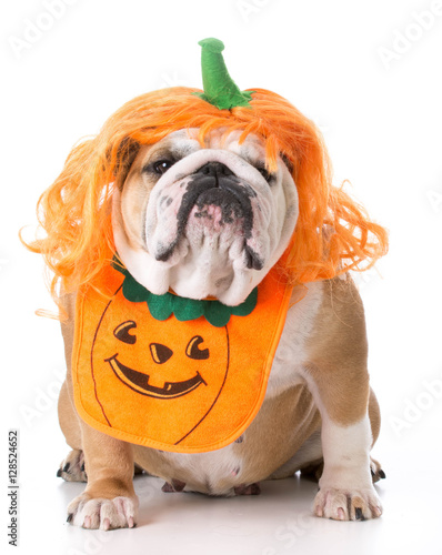 Quadro su tela dog wearing pumpkin costume