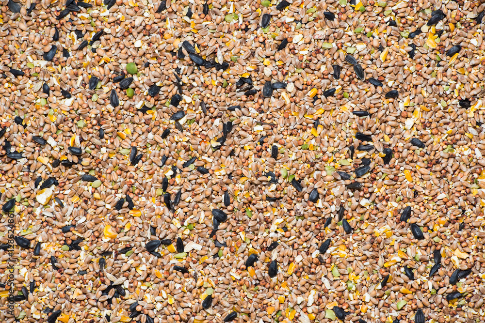 Mix Seeds Mix Seeds