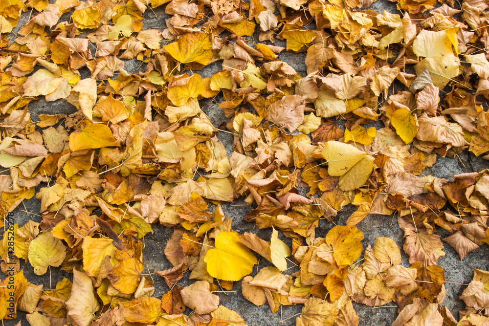 Dry leaves / dry leaves in autumn on the floor in a beautiful autumn forest background. Dry leaves / dry leaves in autumn on the floor in a beautiful autumn forest background.